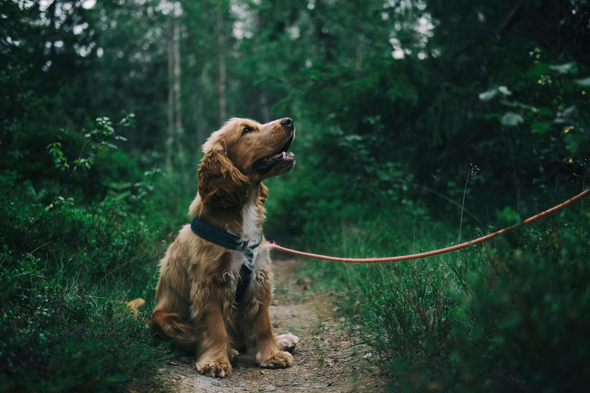 Dog & Cat Vets in Asheville